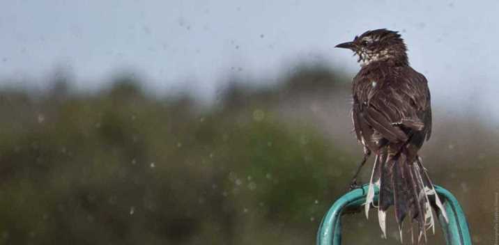 foto viaje Fauna